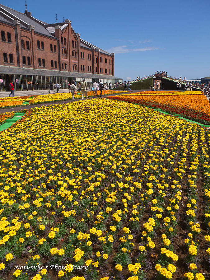 赤レンガ倉庫 フラワーガーデン13 Nori Sukeの写真散歩