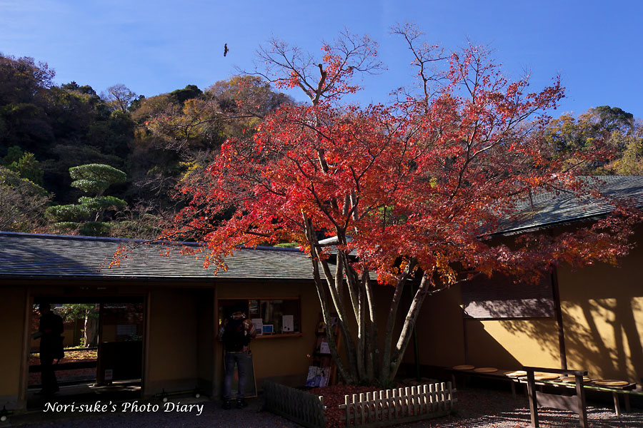 鎌倉 一条恵観山荘 鶴岡八幡宮の紅葉 18 Nori Sukeの写真散歩