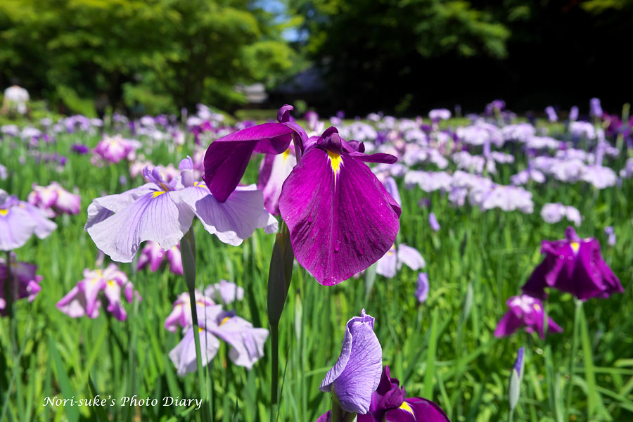 北鎌倉 明月院の花菖蒲と紫陽花 １ Nori Sukeの写真散歩