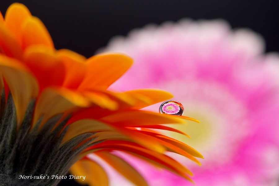 花しずく写真 ガーベラ Nori Sukeの写真散歩