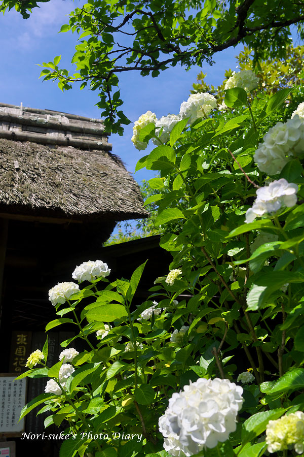 北鎌倉 東慶寺の紫陽花 16 Nori Sukeの写真散歩