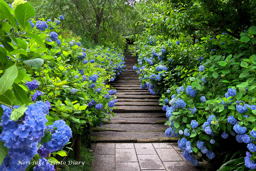 北鎌倉 明月院の紫陽花 加工画像 Nori Sukeの写真散歩