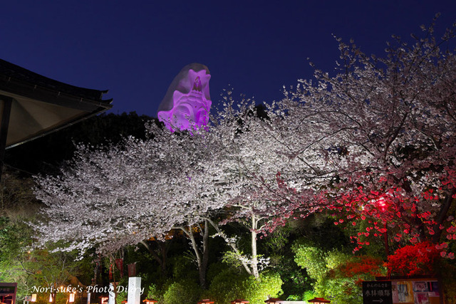 紫音様✨皇絵画 満開の夜桜 真下かは見上げて… 紫音様✨皇絵画 満開の夜桜 真下かは見上げて… 夜桜紫