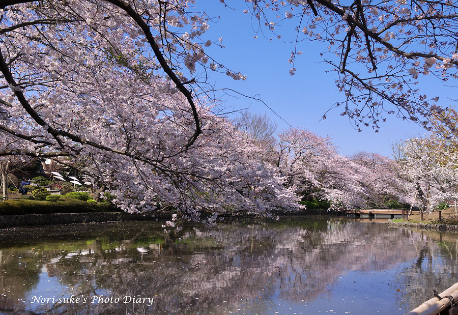 鎌倉 鶴岡八幡宮の桜 Nori Sukeの写真散歩