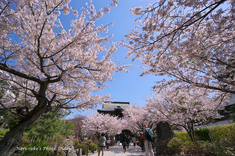 北鎌倉 建長寺の桜 Nori Sukeの写真散歩 北鎌倉 建長寺の桜 Nori Sukeの写真散歩