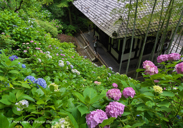 鎌倉・長谷寺の紫陽花 2024 続報 : Nori-sukeの写真散歩
