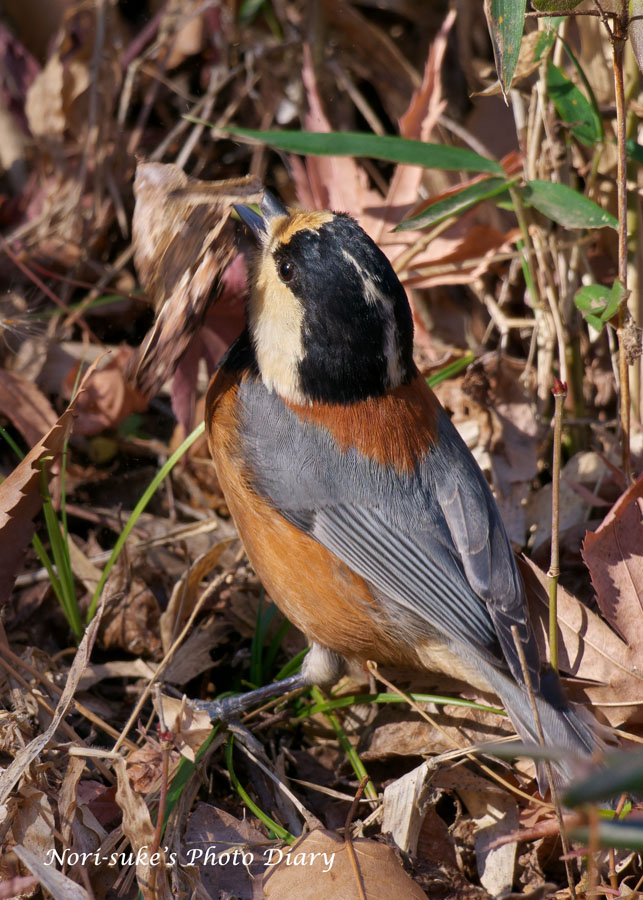 横浜・舞岡公園の野鳥たち 2025 1月末 : Nori-sukeの写真散歩