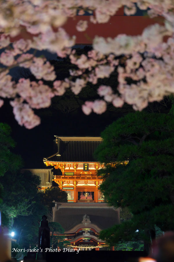 鎌倉・段葛の夜桜 2024 : Nori-sukeの写真散歩