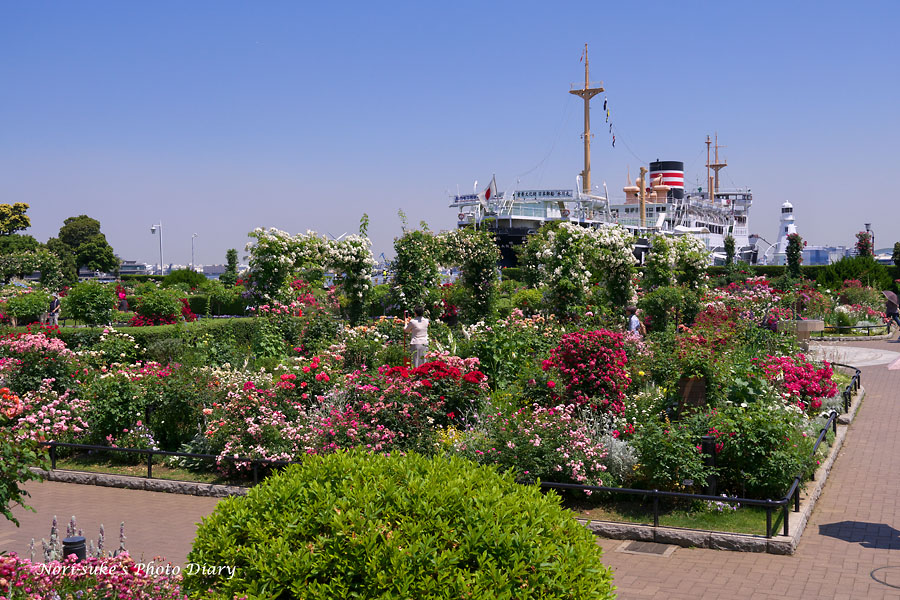 横浜 山下公園の紫陽花とバラ 18 Nori Sukeの写真散歩
