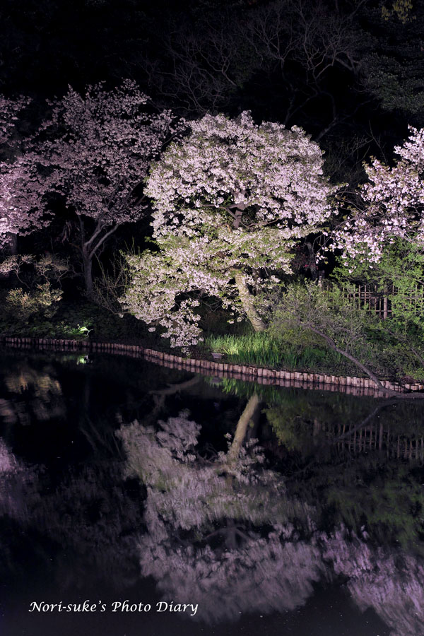 横浜・三渓園の夜桜 ライトアップ 2023 : Nori-sukeの写真散歩