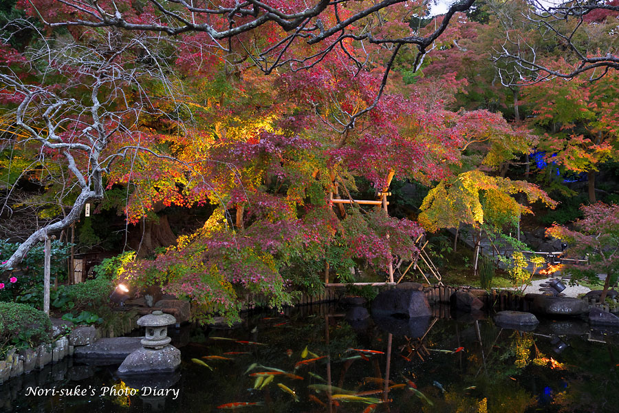 鎌倉 長谷寺の紅葉ライトアップ Nori Sukeの写真散歩 鎌倉 長谷寺の紅葉ライトアップ Nori Sukeの写真散歩