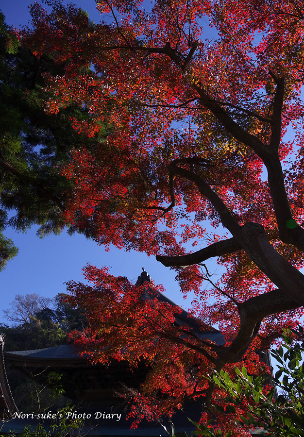 北鎌倉 建長寺の紅葉 Nori Sukeの写真散歩
