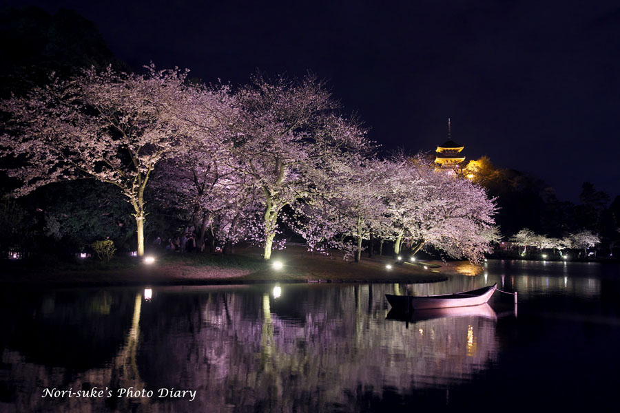 横浜・三渓園の夜桜 ライトアップ 2023 : Nori-sukeの写真散歩