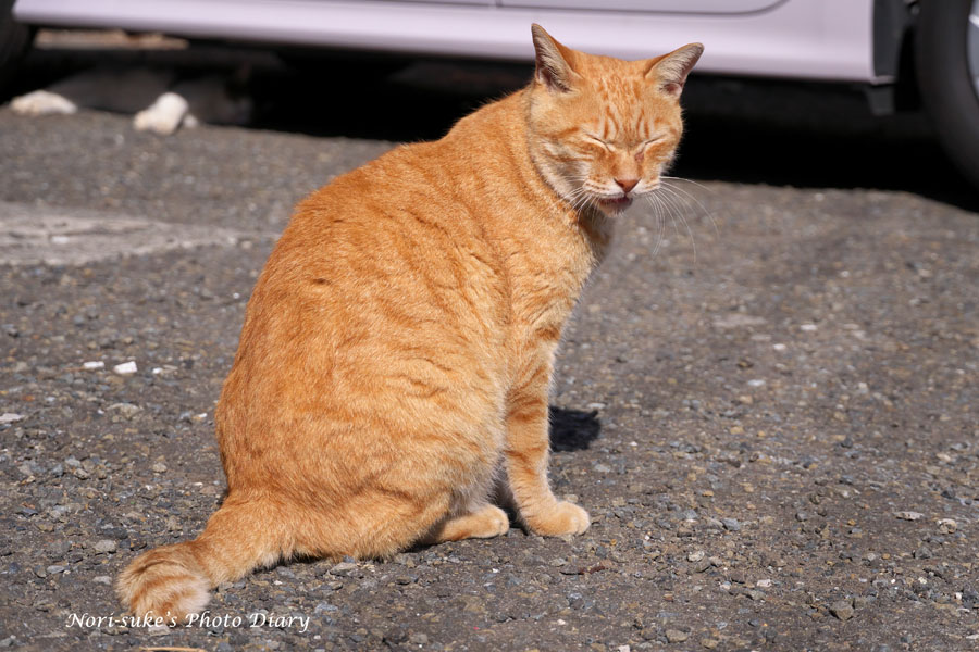 江の島の猫たち 2021 秋 : Nori-sukeの写真散歩