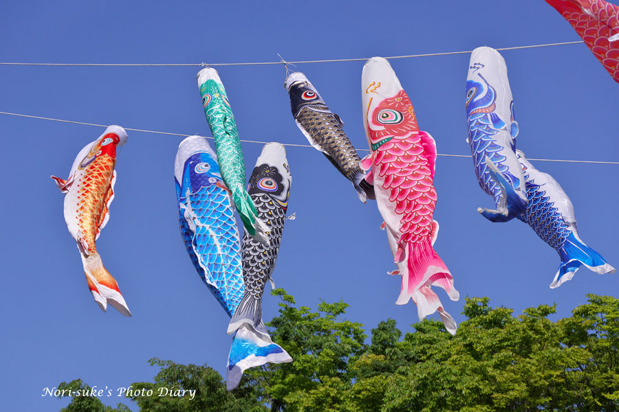 藤沢・白旗神社の藤、鯉のぼり 2022 : Nori-sukeの写真散歩