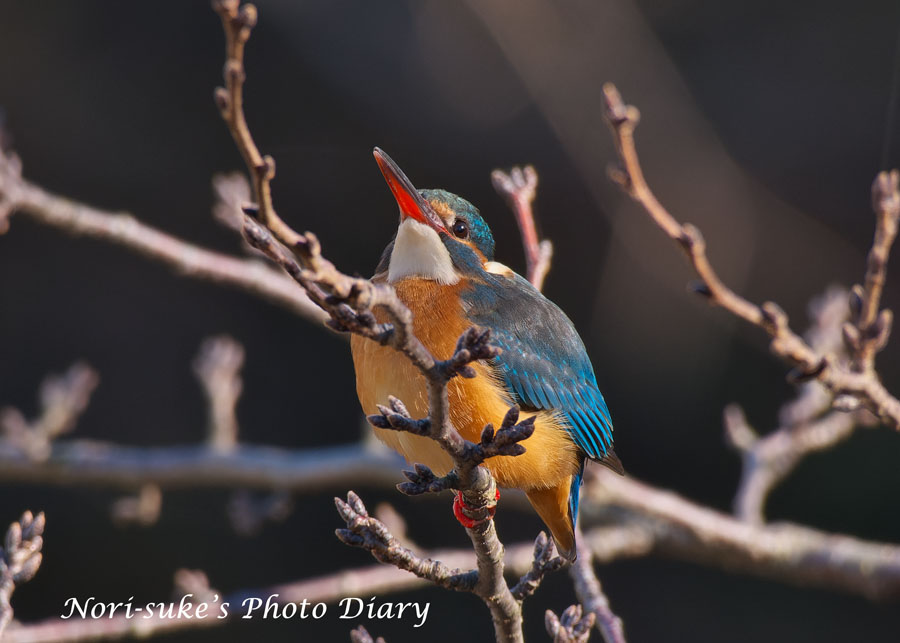 鎌倉・滑川のカワセミ 2024 師走 : Nori-sukeの写真散歩