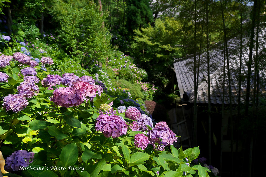 鎌倉 長谷寺 名残の紫陽花 Nori Sukeの写真散歩 鎌倉 長谷寺 名残の紫陽花 Nori Sukeの写真散歩