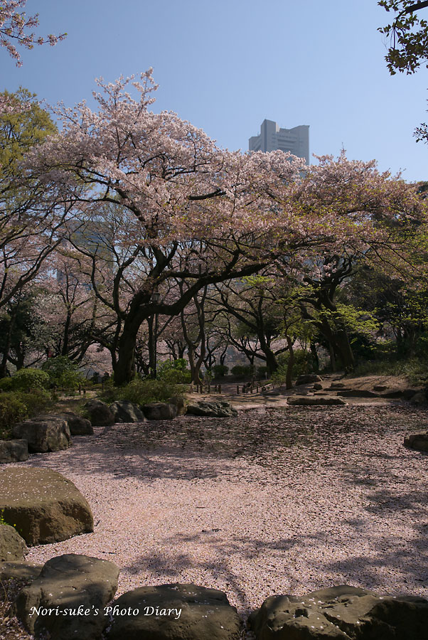掃部山公園と伊勢山皇大神宮の桜 Nori Sukeの写真散歩