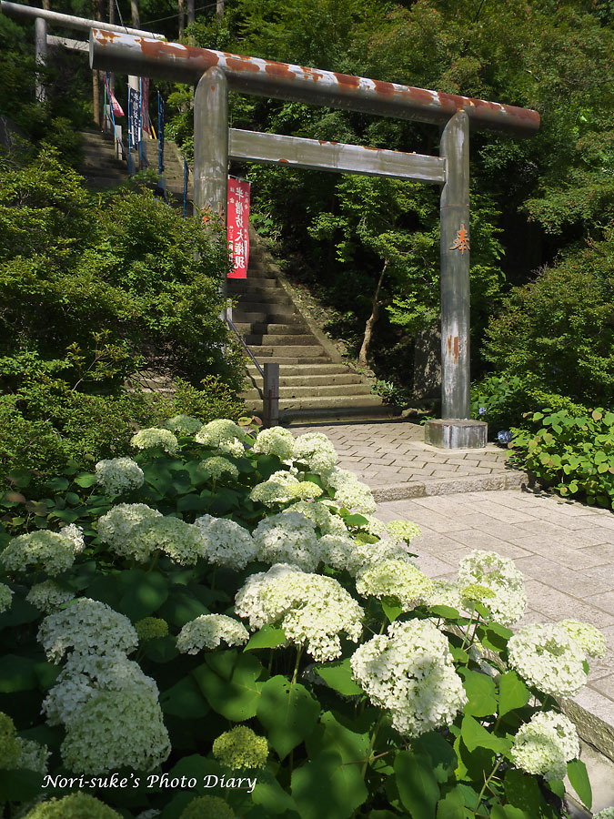 北鎌倉 東慶寺と建長寺の紫陽花 Nori Sukeの写真散歩 北鎌倉 東慶寺と建長寺の紫陽花 Nori Sukeの写真散歩