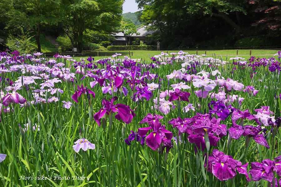 北鎌倉 明月院の花菖蒲と紫陽花 Nori Sukeの写真散歩