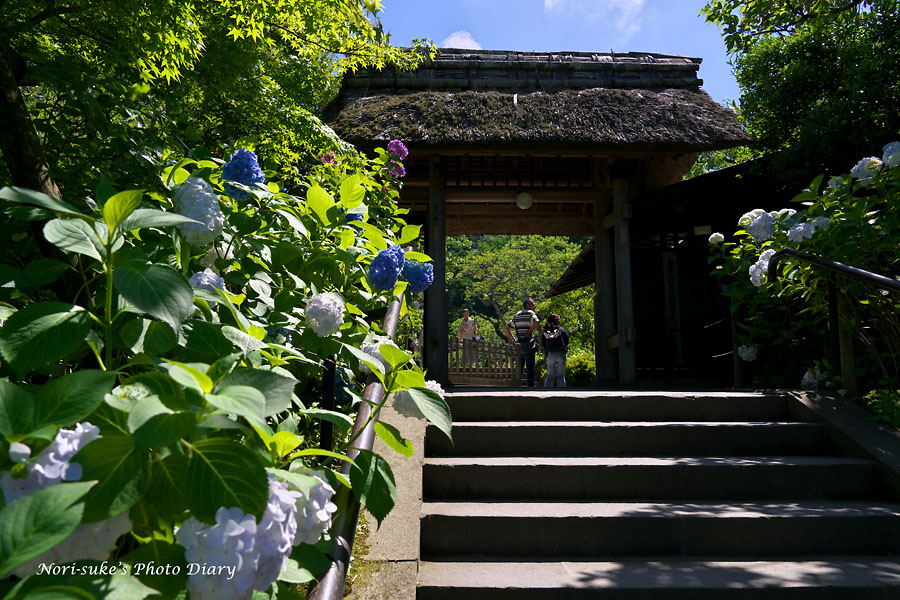 北鎌倉 東慶寺の紫陽花 18 続報 Nori Sukeの写真散歩