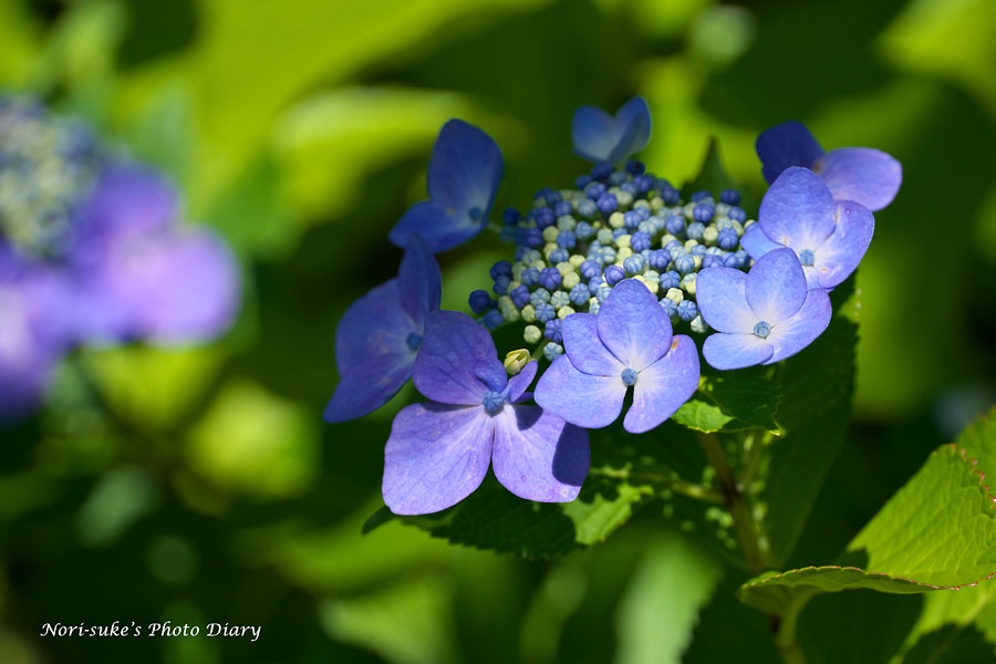 北鎌倉 東慶寺の紫陽花 18 続報 Nori Sukeの写真散歩