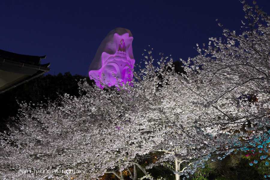 まふまふ リングライト春音2023 6個 mqdefault.jpg