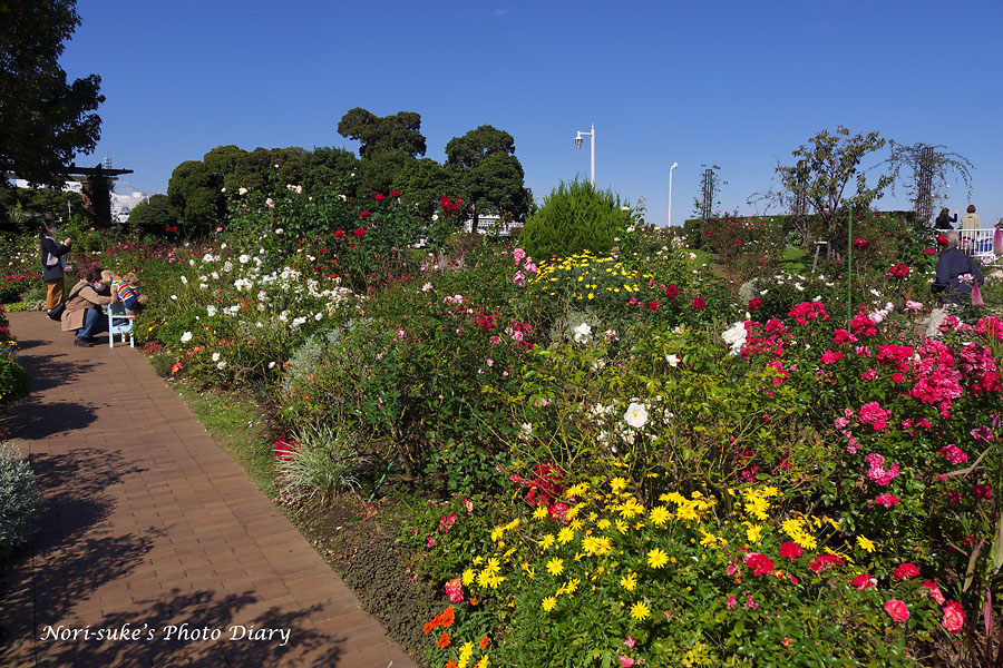 横浜 山下公園の秋バラ Nori Sukeの写真散歩 横浜 山下公園の秋バラ Nori Sukeの写真散歩