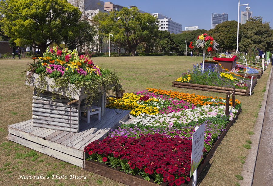 横浜 山下公園の花壇展 22 Nori Sukeの写真散歩