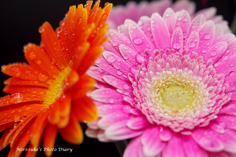 花しずく写真 ガーベラ Nori Sukeの写真散歩 花しずく写真 ガーベラ Nori Sukeの写真散歩