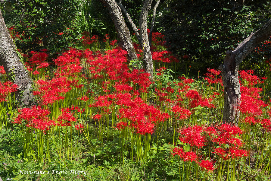 鎌倉 英勝寺の彼岸花と萩 その2 Nori Sukeの写真散歩
