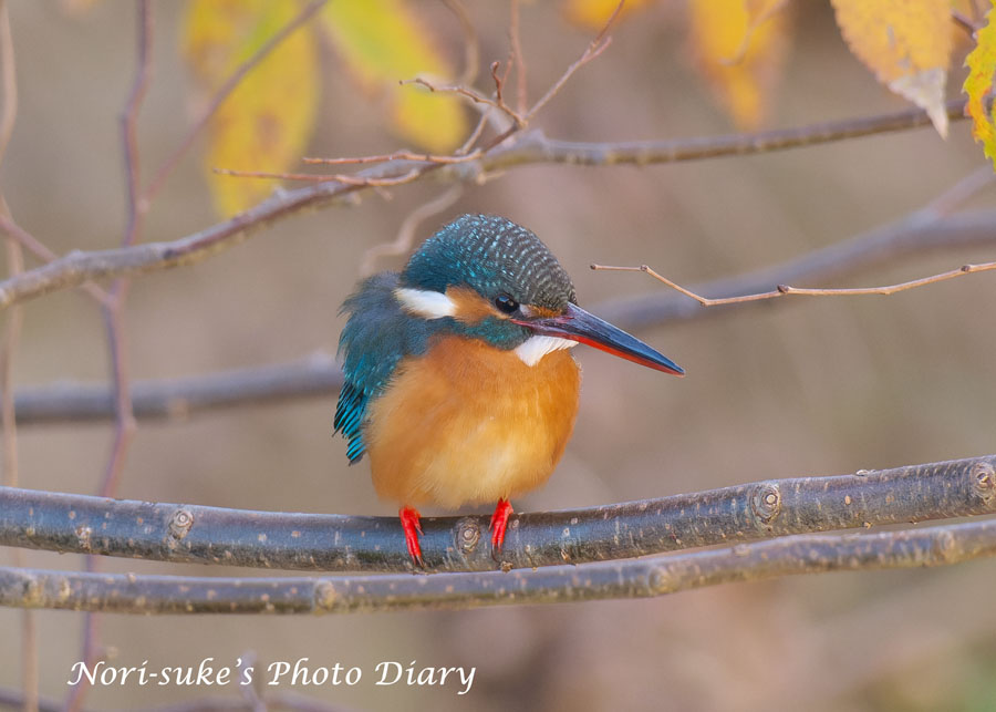 鎌倉・滑川のカワセミ 2024 師走 : Nori-sukeの写真散歩