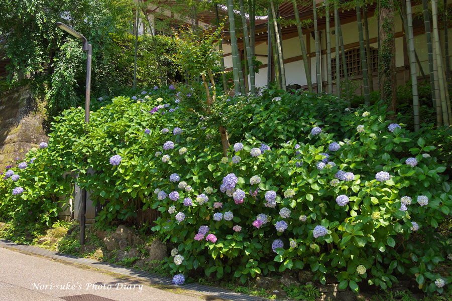 北鎌倉 円覚寺の紫陽花 21 Nori Sukeの写真散歩