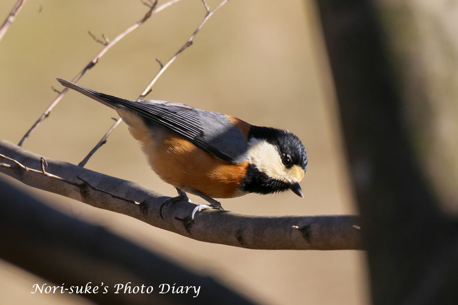 松葉花鳥 Amazon | CHIKAMASA 本職園芸用 松葉鋏 T-710GDX | 園芸用はさみ