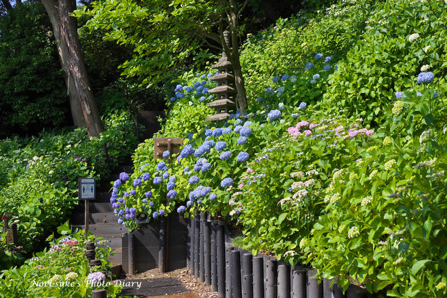 鎌倉 長谷寺の紫陽花 21 With 江ノ電 Nori Sukeの写真散歩