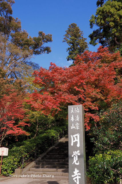 北鎌倉 円覚寺の紅葉 19 見頃 Nori Sukeの写真散歩 北鎌倉 円覚寺の紅葉 19 見頃 Nori Sukeの写真散歩
