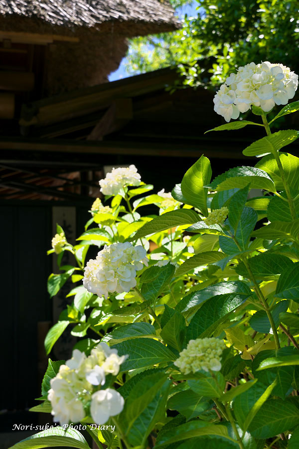 北鎌倉 東慶寺の紫陽花と花菖蒲 18 Nori Sukeの写真散歩 北鎌倉 東慶寺の紫陽花と花菖蒲 18 Nori Sukeの写真散歩