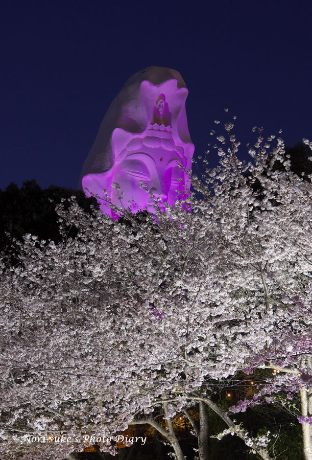 紫音様✨皇絵画 満開の夜桜 真下かは見上げて… 夜桜紫