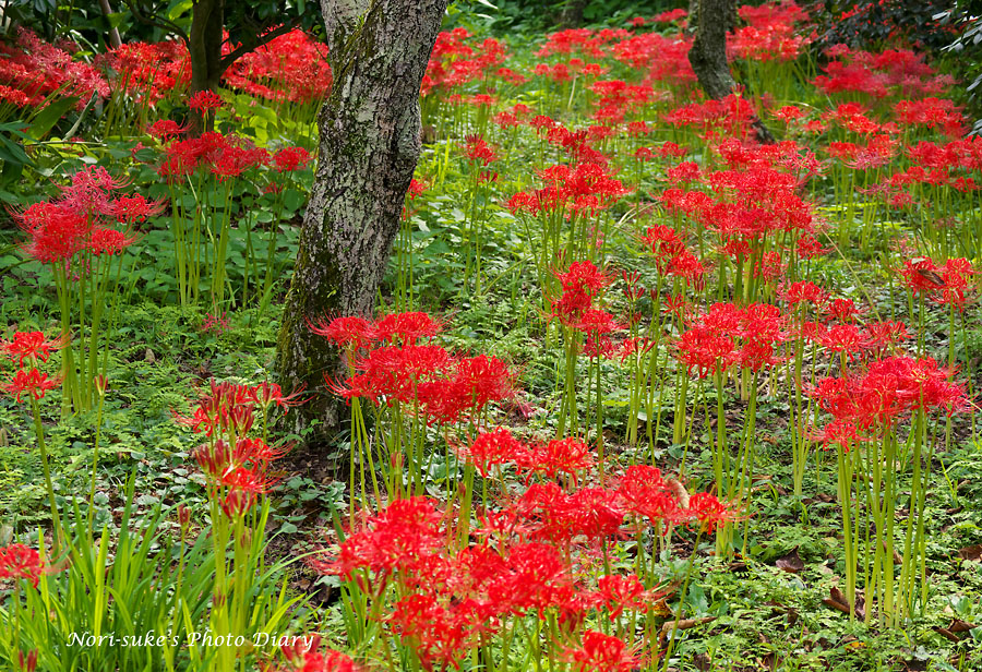 鎌倉 英勝寺の彼岸花 16 Nori Sukeの写真散歩