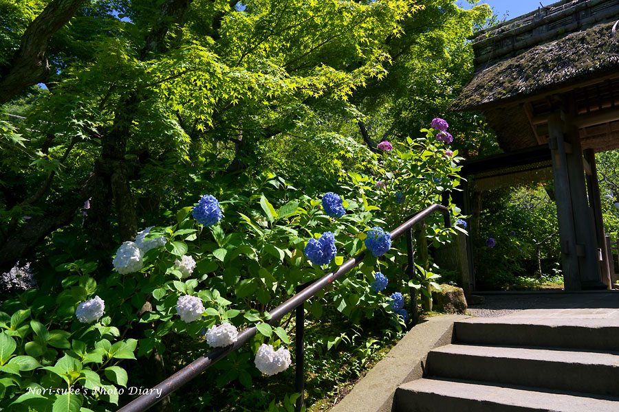 北鎌倉 東慶寺の紫陽花 18 続報 Nori Sukeの写真散歩