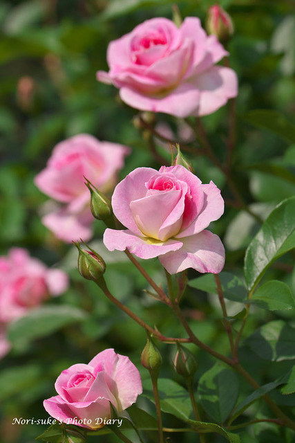 大船フラワーセンターの春バラ、シャクヤク 2022 : Nori-sukeの