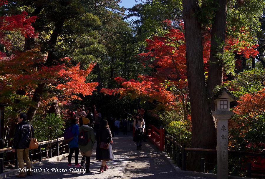 鎌倉 鶴岡八幡宮の紅葉 17 Nori Sukeの写真散歩