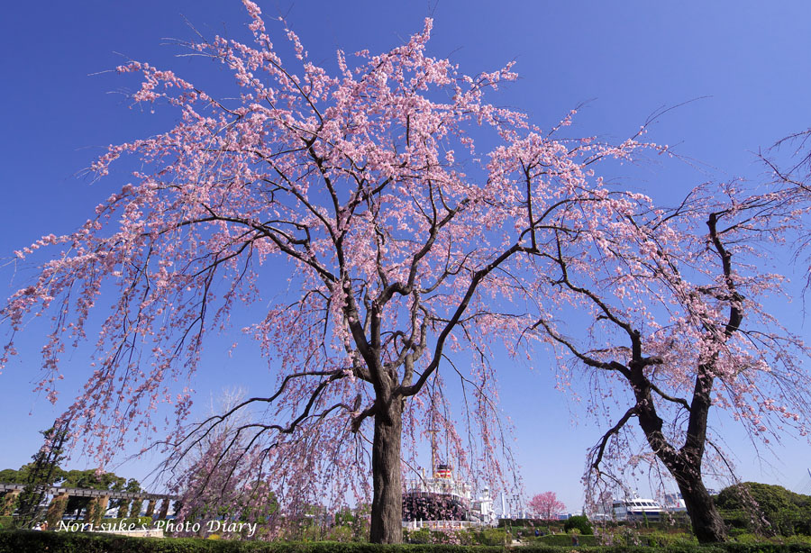 横浜 山下公園のしだれ桜 21 Nori Sukeの写真散歩 横浜 山下公園のしだれ桜 21 Nori Sukeの写真散歩