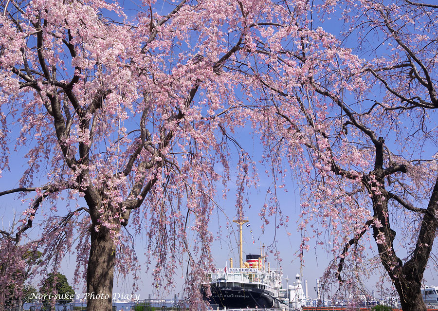横浜 山下公園のしだれ桜と 横浜公園のチューリップ Nori Sukeの写真散歩 横浜 山下公園のしだれ桜と 横浜公園のチューリップ Nori Sukeの写真散歩