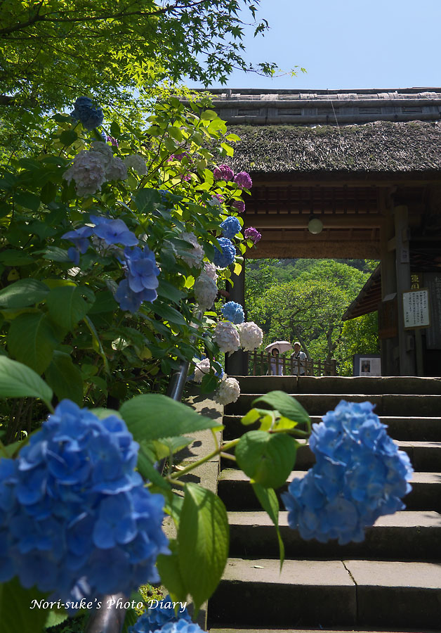 北鎌倉 東慶寺と建長寺の紫陽花 Nori Sukeの写真散歩
