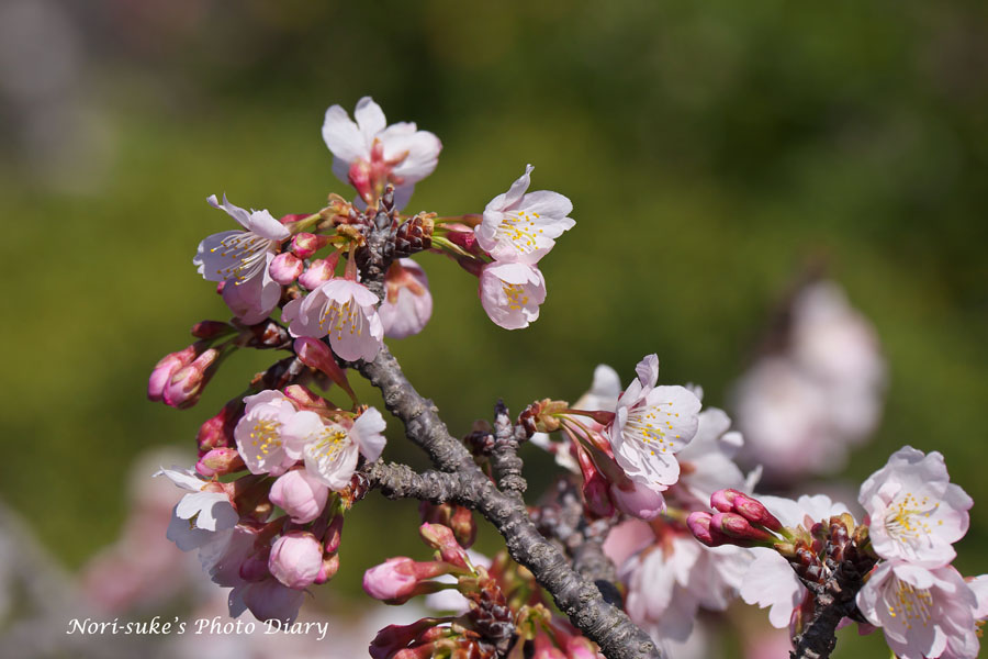 鎌倉・鶴岡八幡宮の寒桜、大島桜 2024（続報） : Nori-sukeの写真散歩