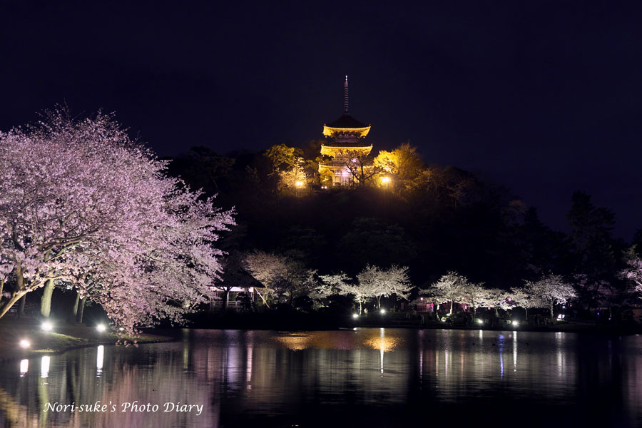 横浜・三渓園の夜桜 ライトアップ 2023 : Nori-sukeの写真散歩