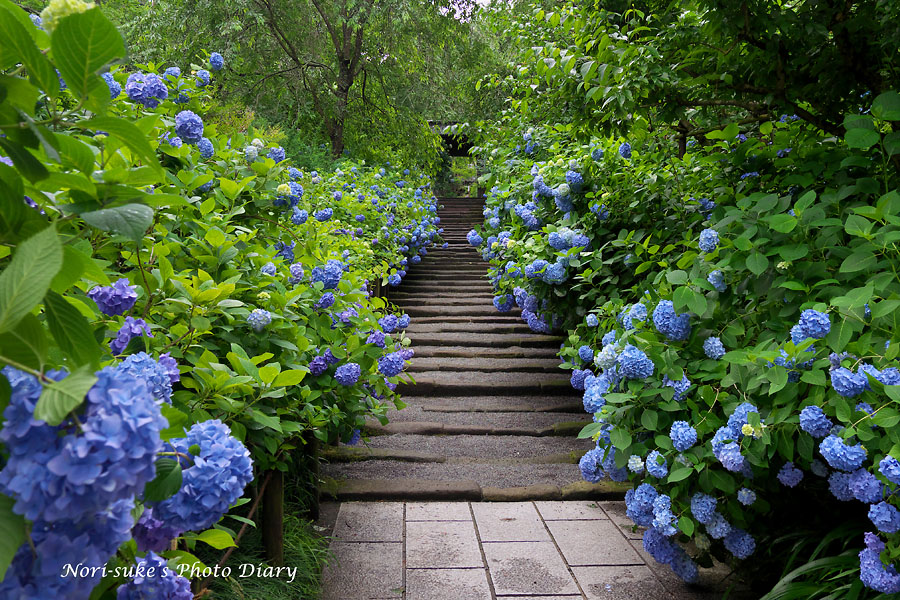 北鎌倉 明月院の紫陽花 加工画像 Nori Sukeの写真散歩