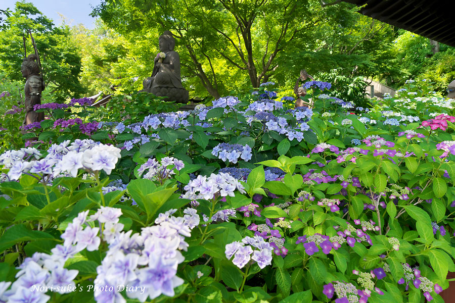鎌倉 長谷寺の紫陽花 17 続報 2 Nori Sukeの写真散歩 鎌倉 長谷寺の紫陽花 17 続報 2 Nori Sukeの写真散歩