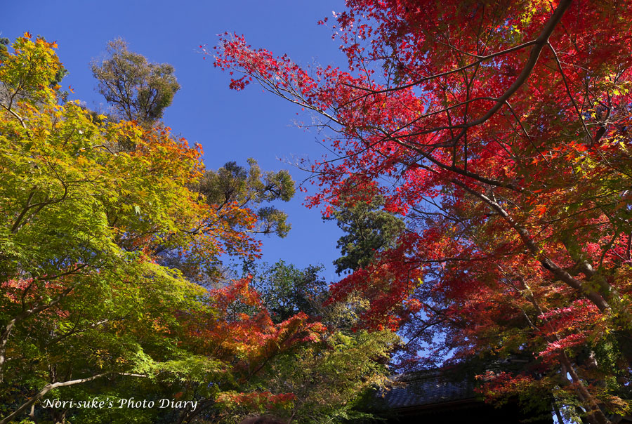 北鎌倉 円覚寺の紅葉 21 中盤 Nori Sukeの写真散歩